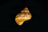 藏品(貓眼蠑螺)的圖片